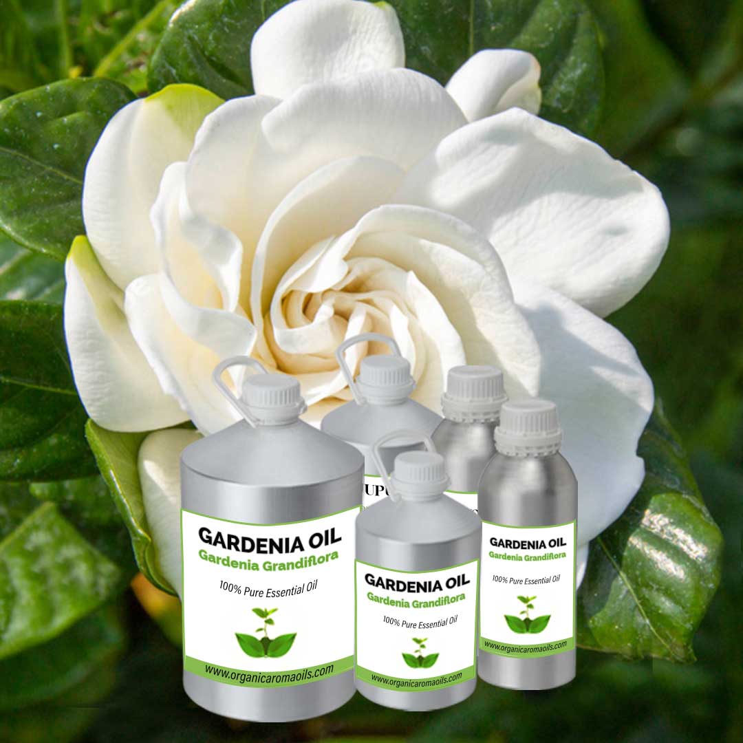 Gardenia Absolute Oil