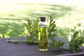 Amazing Ayurvedic Benefits of Geranium Oil Worth to Know