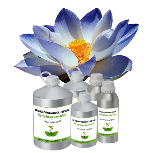 Blue Lotus Absolute Oil