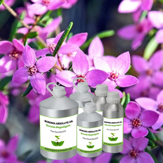 Boronia Absolute Oil