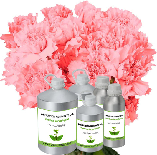 Carnation Absolute Oil