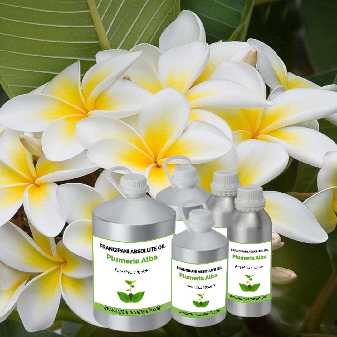 Frangipani Absolute Oil