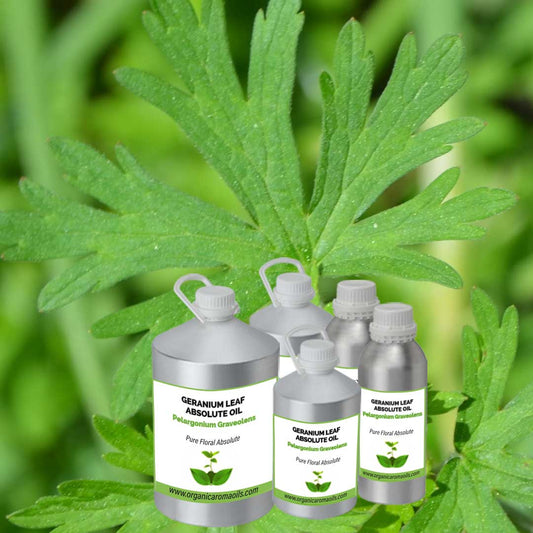 Geranium Leaf Absolute Oil