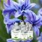 Hyacinth Absolute Oil