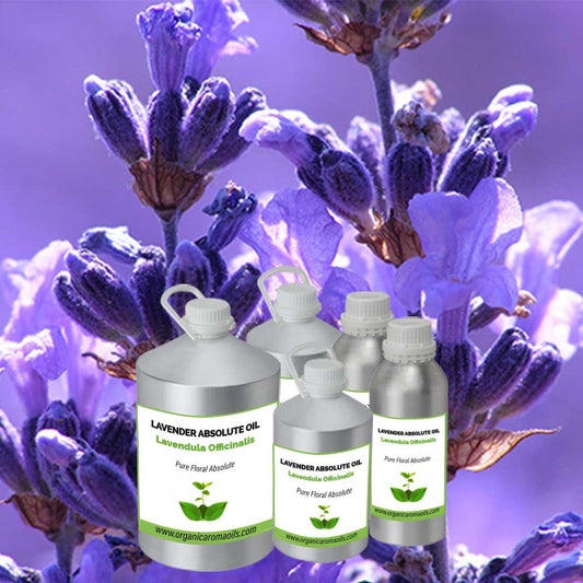 Lavender Absolute Oil