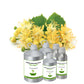 Linden Blossom Absolute Oil