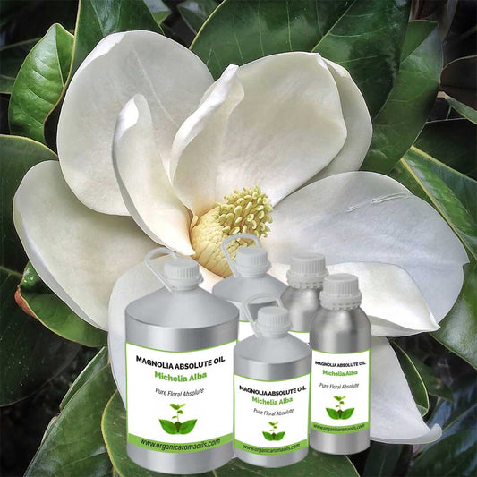 Magnolia Absolute Oil