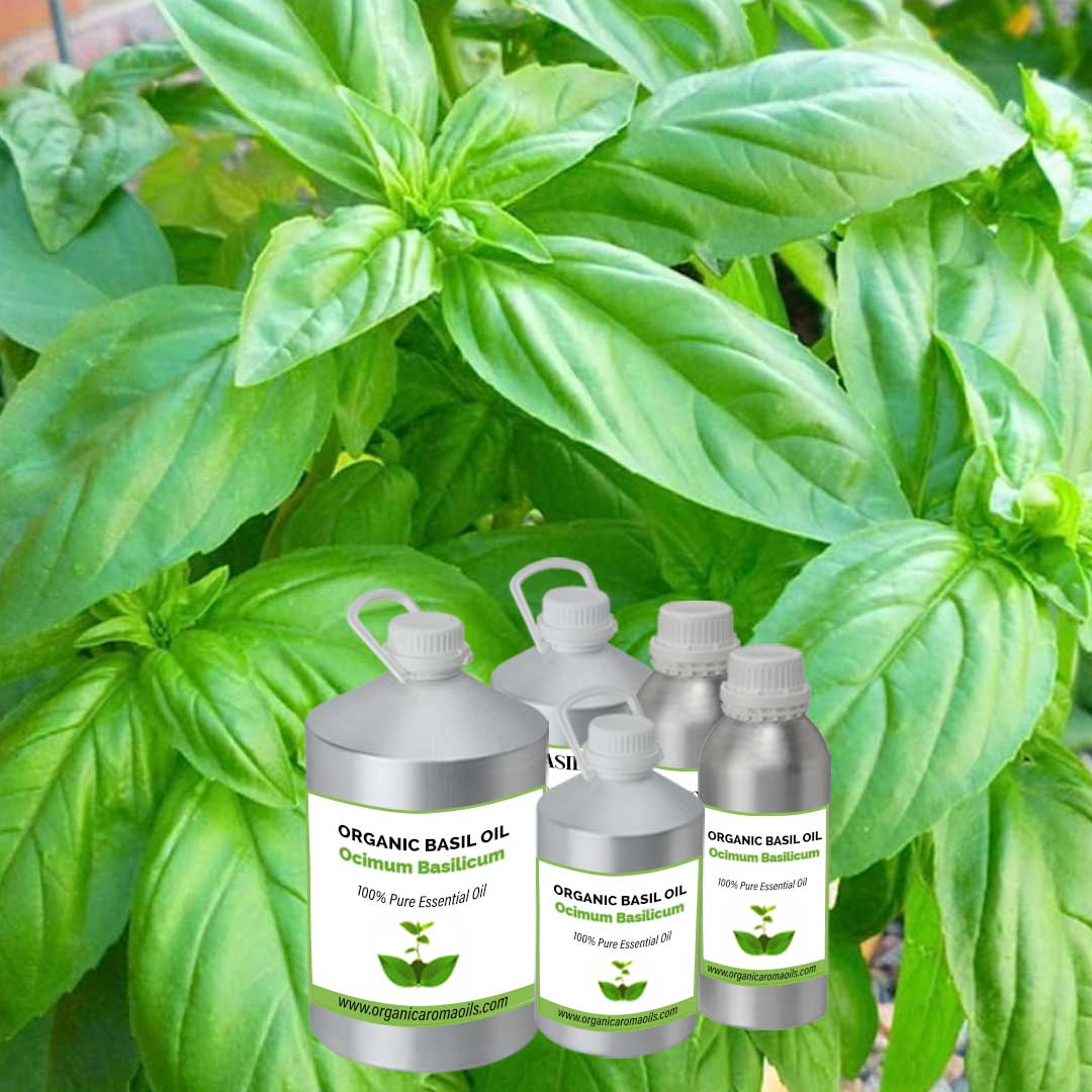 Organic Basil Oil