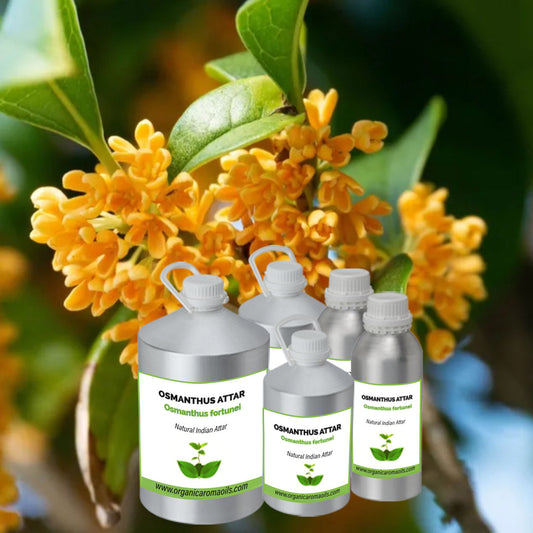 Osmanthus Attar