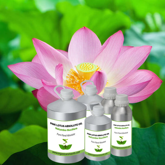 Pink Lotus Absolute Oil