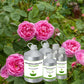 Rose Centifolia  Absolute Oil