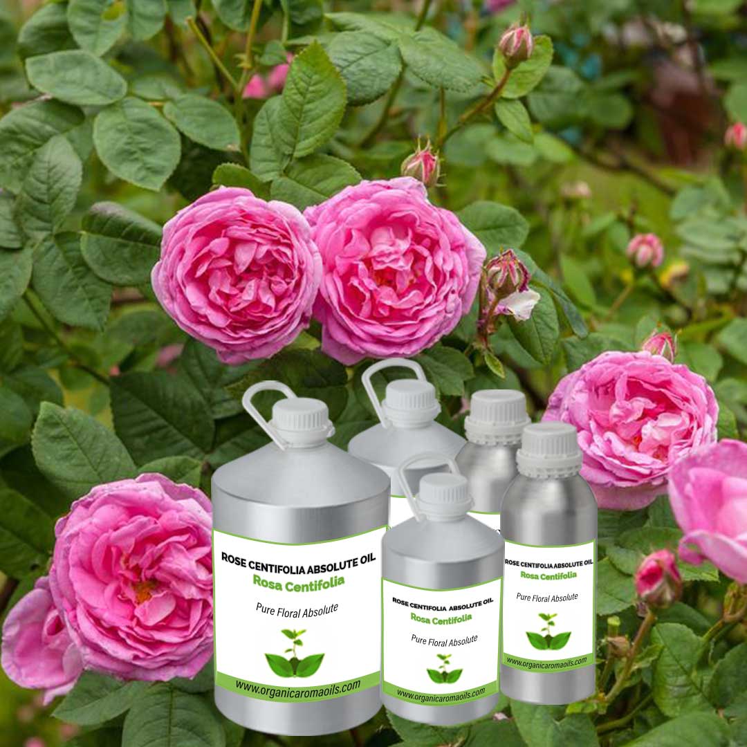 Rose Centifolia  Absolute Oil