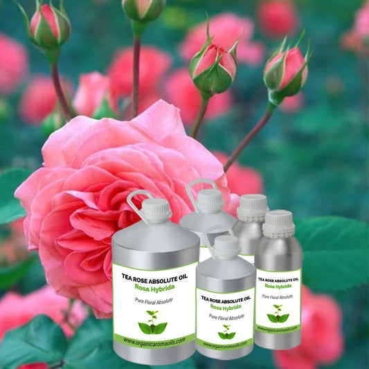 Tea Rose Absolute Oil