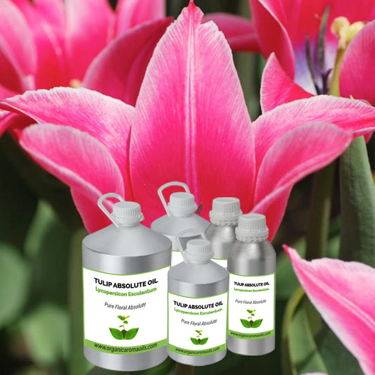 Tulip Absolute Oil