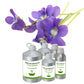 Violet Leaf Absolute Oil