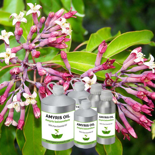 Amyris Oil