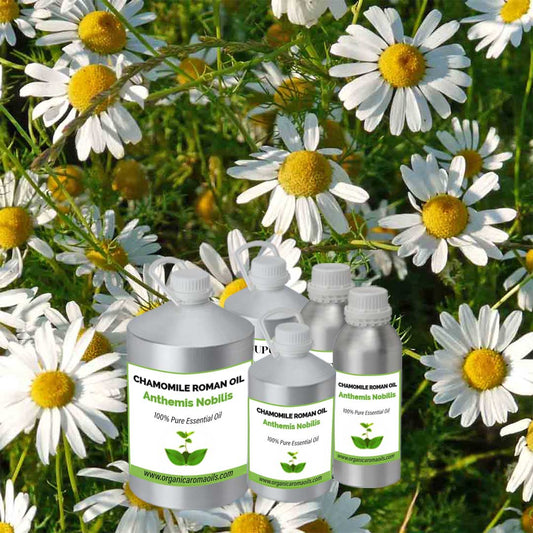 Chamomile Roman Oil