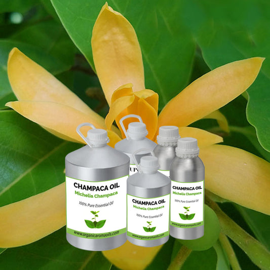 Champaca Leaf Oil