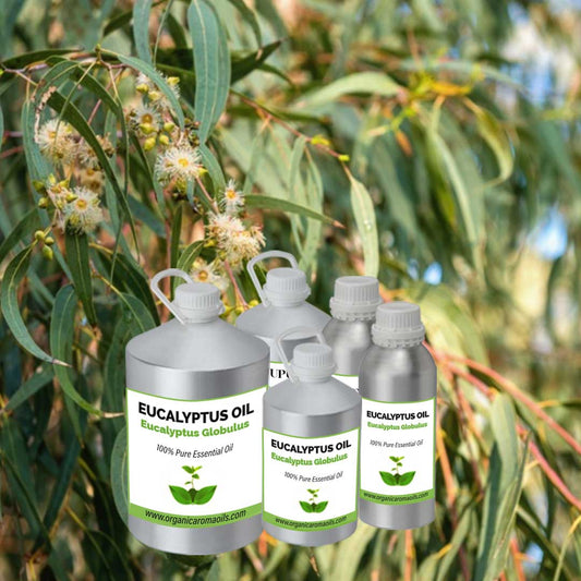 Eucalyptus Oil