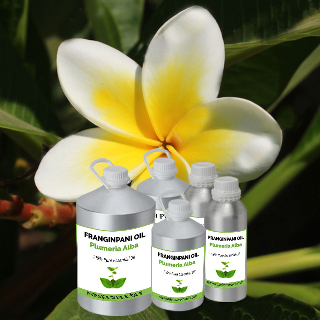 Frangipani Oil