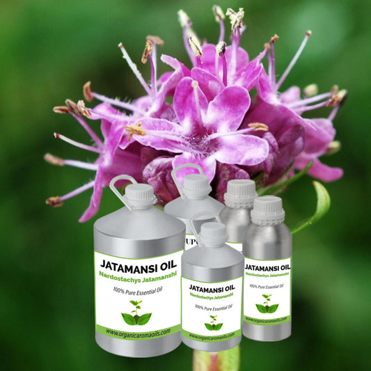 Jatamanshi / Spikenard Oil