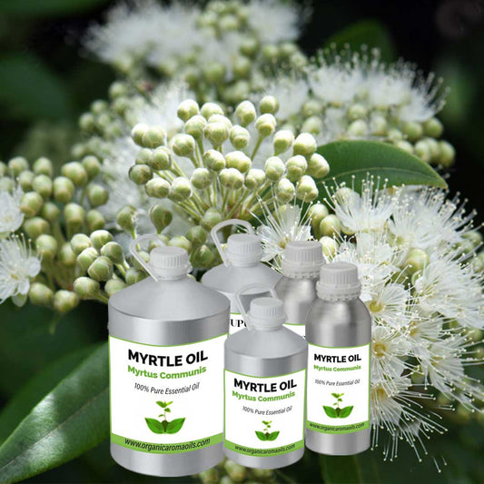 Myrtle Oil