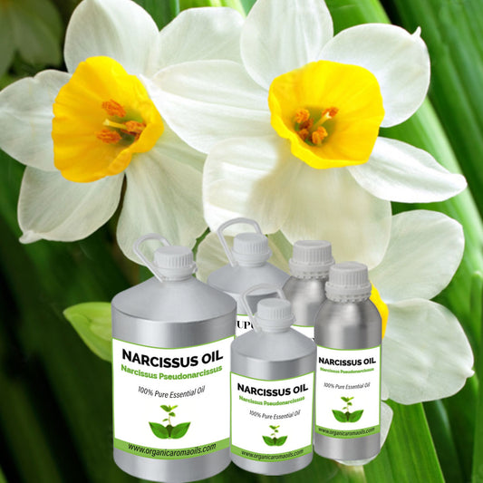 Narcissus Oil