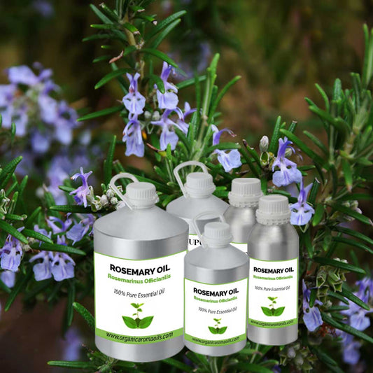 Rosemary Oil