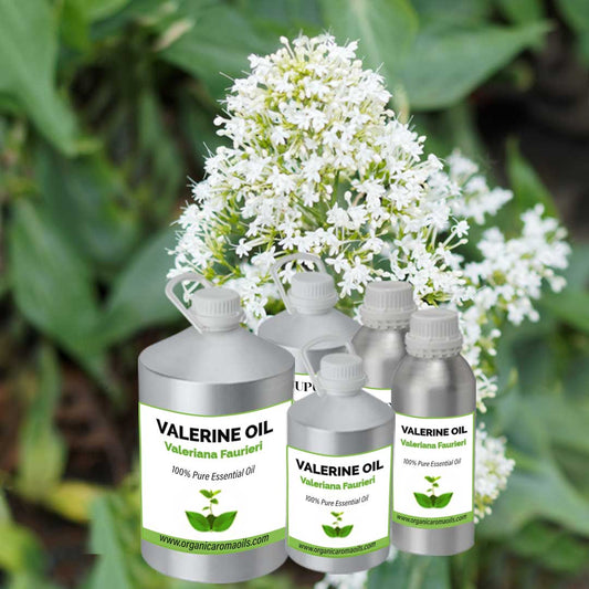 Valerian Root Oil